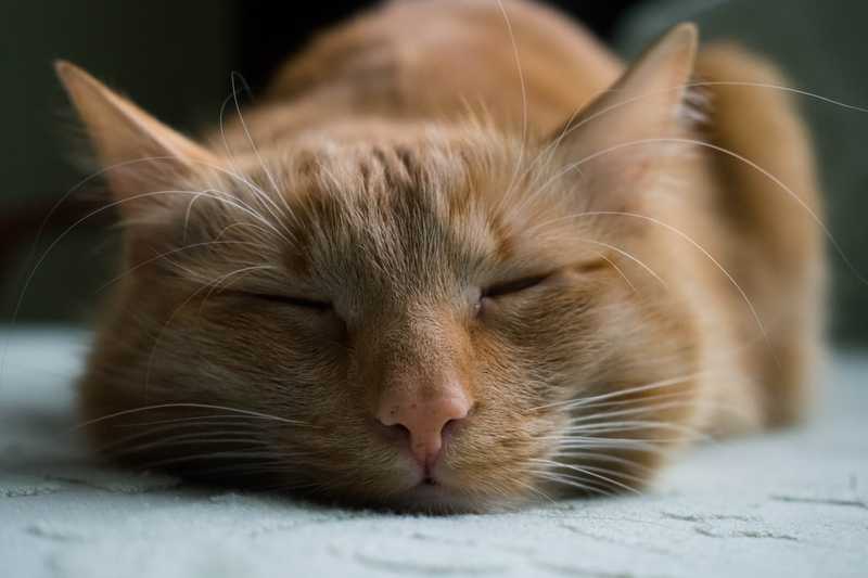 A cat taking a cap nap